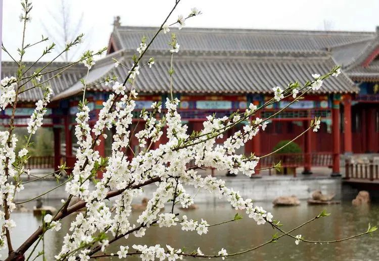 石家庄的春天真的太美啦,石家庄春天看花