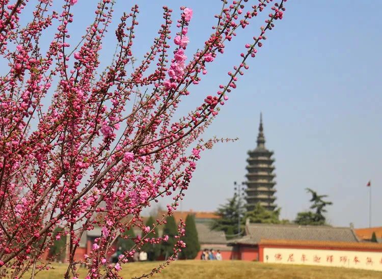 石家庄的春天真的太美啦,石家庄春天看花