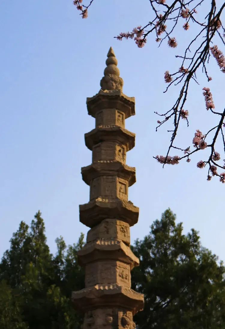 石家庄的春天真的太美啦,石家庄春天看花