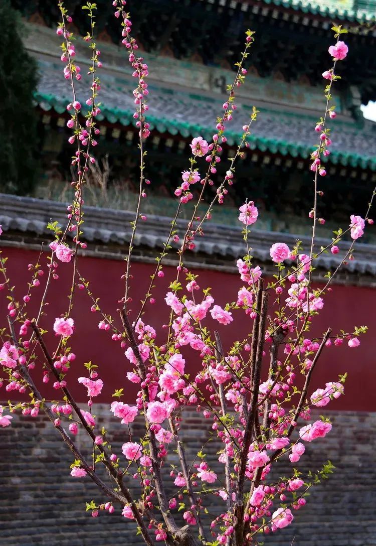 石家庄的春天真的太美啦,石家庄春天看花
