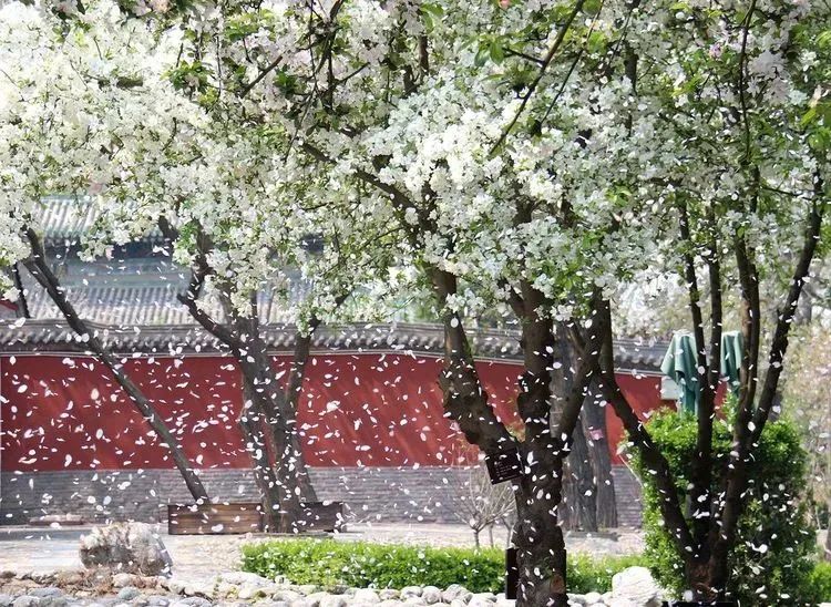 石家庄的春天真的太美啦,石家庄春天看花