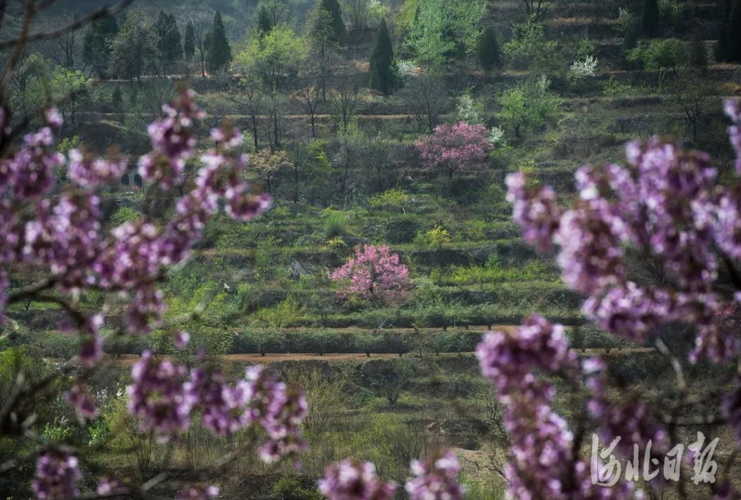 石家庄的春天真的太美啦,石家庄春天看花