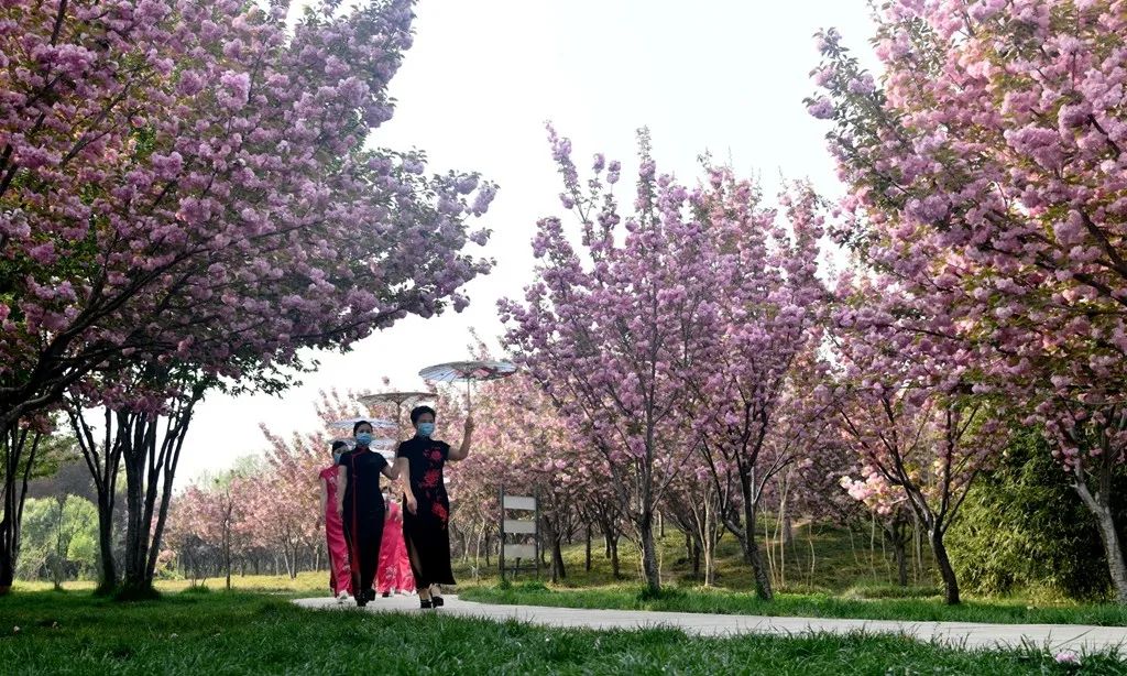 石家庄的春天真的太美啦,石家庄春天看花