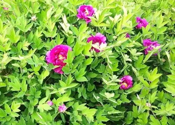 石家庄的春天真的太美啦,石家庄春天看花