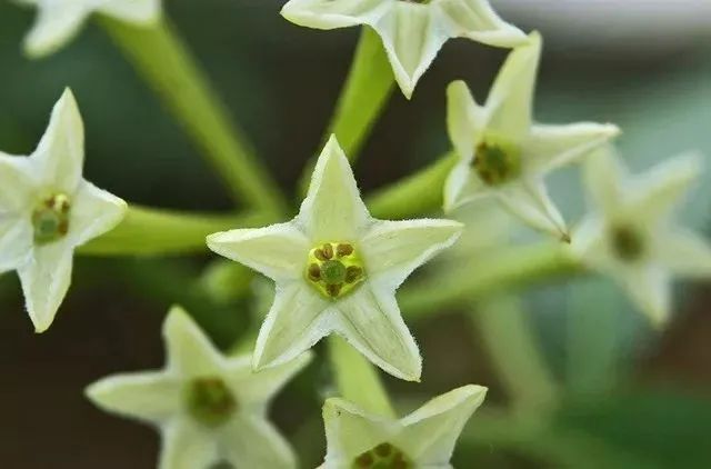 被疯抢的隐形蚊帐,随手一挂,蚊子全无