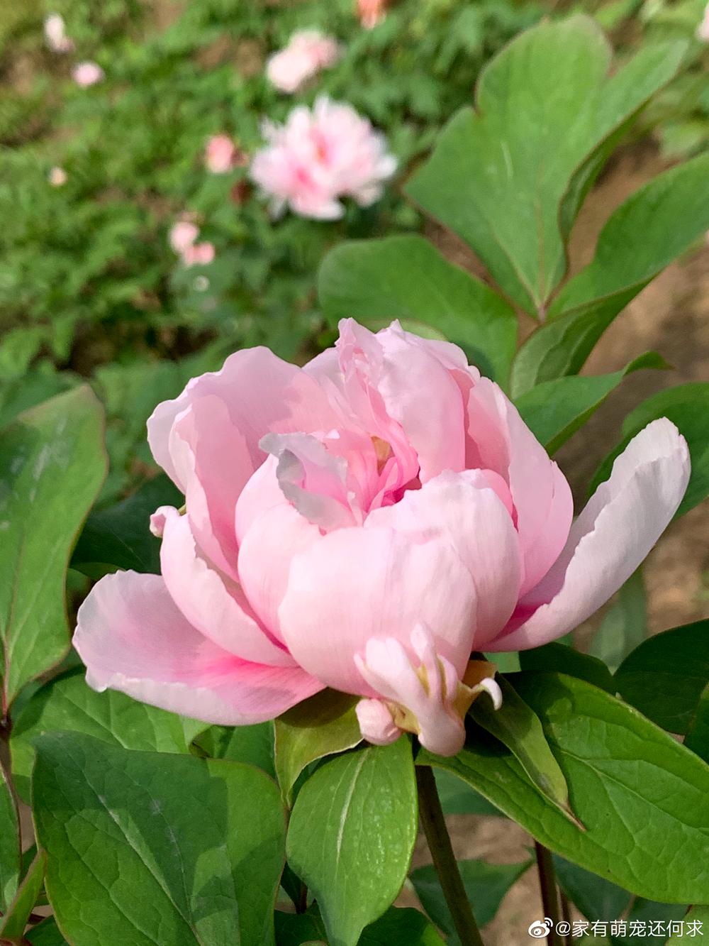 成都周边一日游免费景点推荐,成都温江十大景点免费