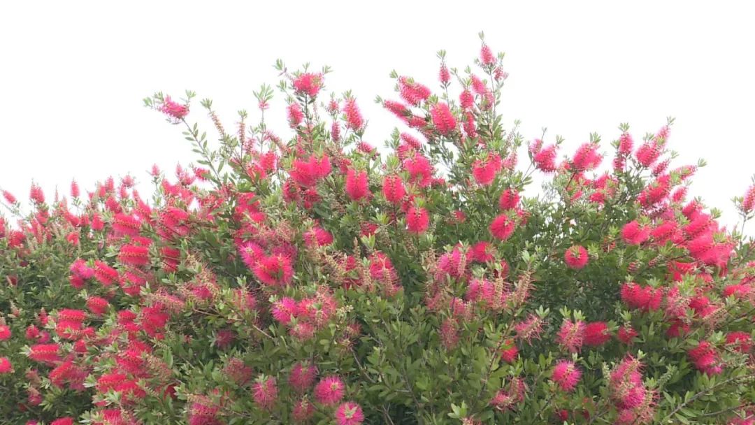 李伟忠四会旅游资源开发,李伟忠肇庆