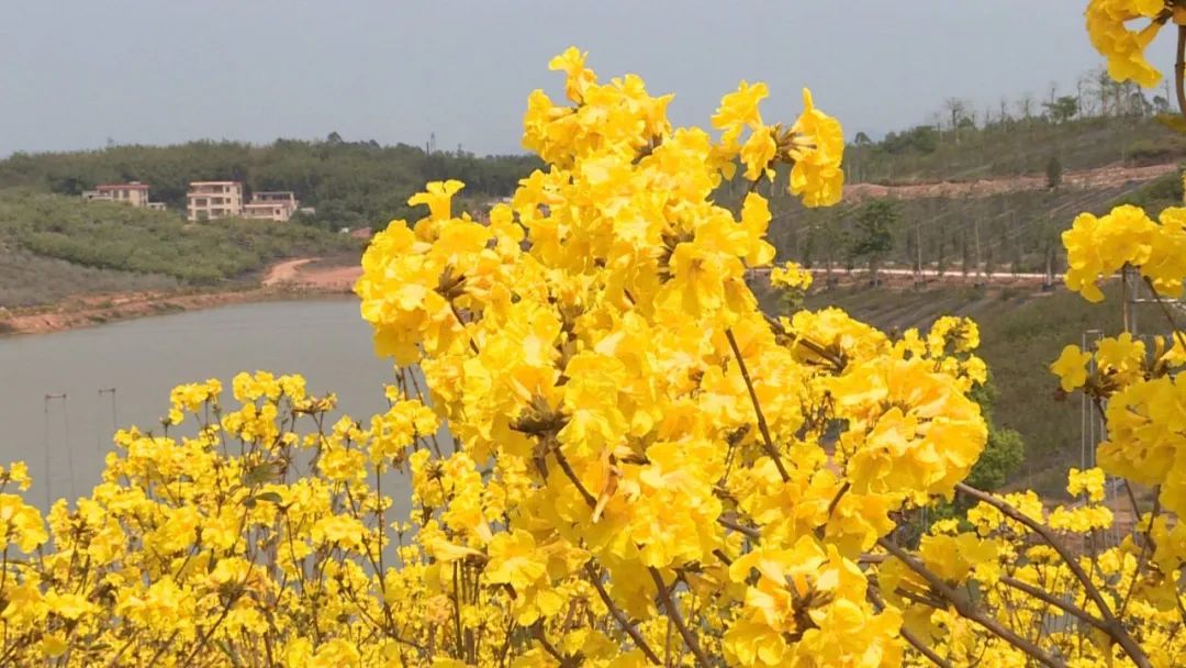 李伟忠四会旅游资源开发,李伟忠肇庆