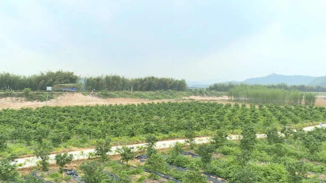 李伟忠四会旅游资源开发,李伟忠肇庆