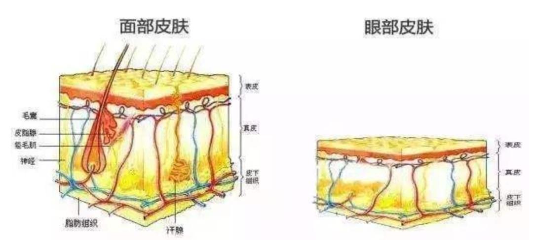 ad日本眼霜,adad眼霜