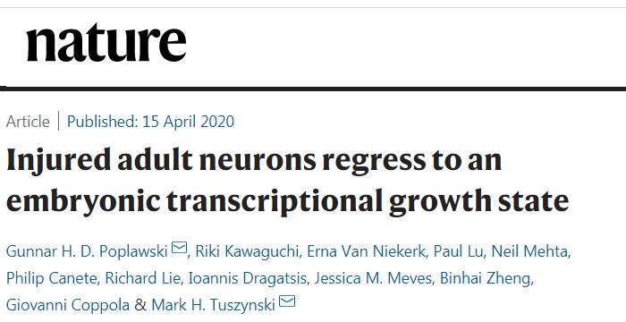 Nature：成年脑细胞受损后，会恢复到胚胎状态进行自我修复，且再生还需“神秘嘉宾”来帮忙