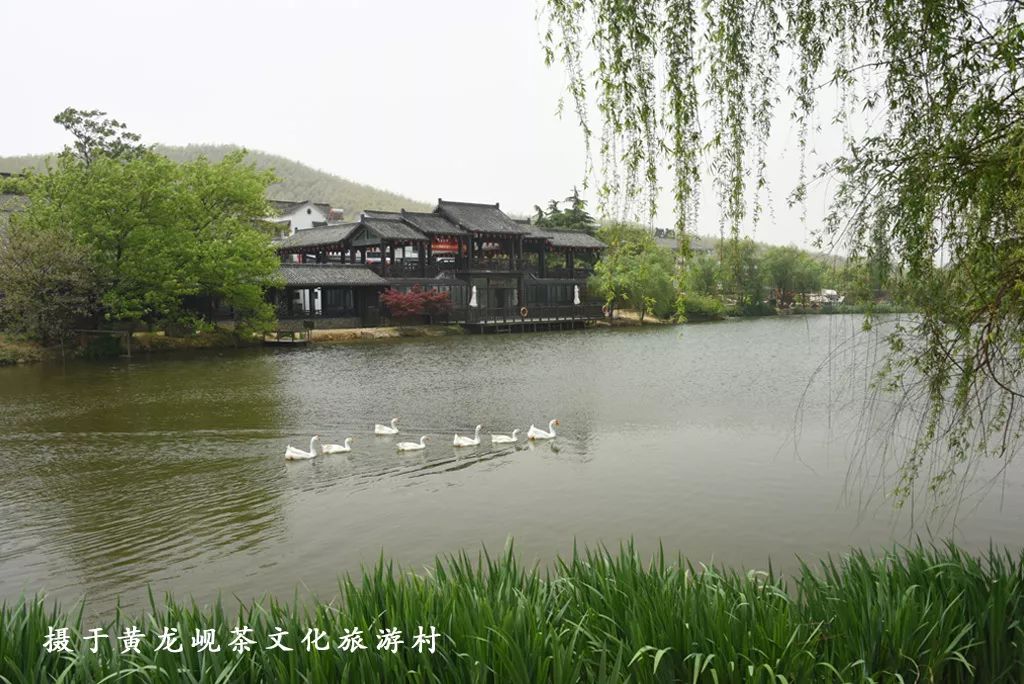 踏青江宁,南京江宁踏青赏花好去处