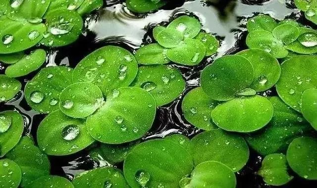 踏青江宁,南京江宁踏青赏花好去处