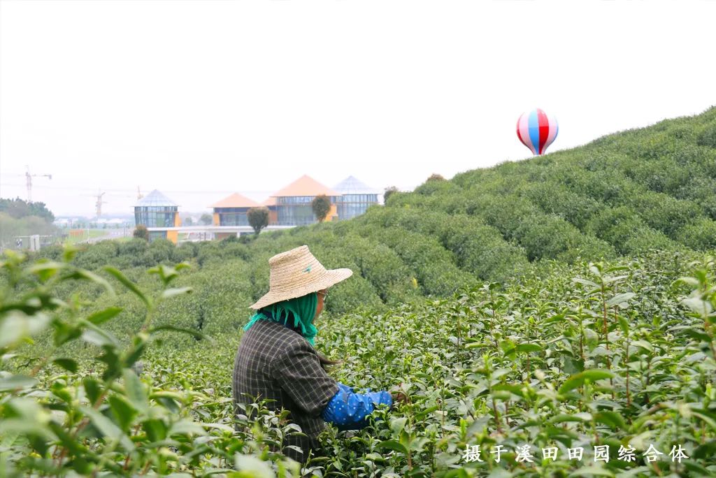 踏青江宁,南京江宁踏青赏花好去处