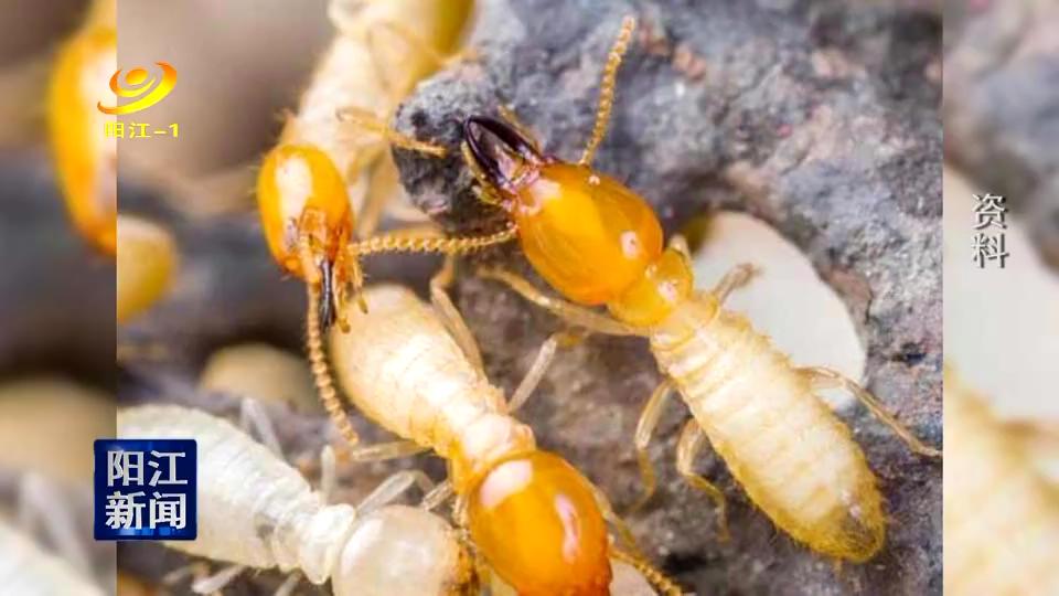 上海家白蚁活跃期是几月份,白蚁最好的防治方法