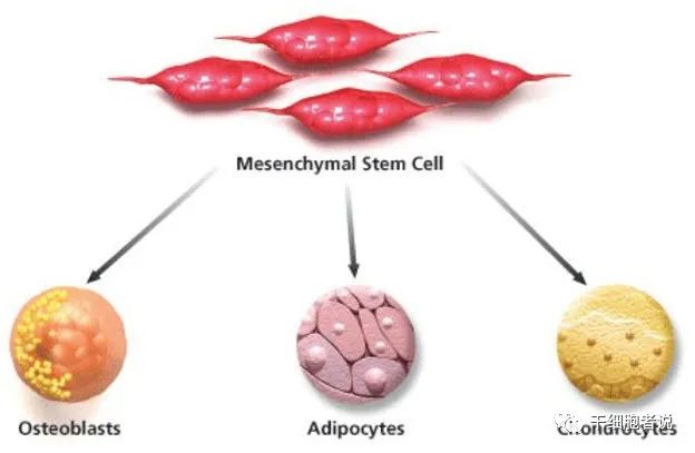 间充质干细胞银屑病复发,间充质干细胞和神经干细胞区别