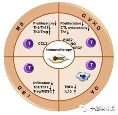 间充质干细胞银屑病复发,间充质干细胞和神经干细胞区别