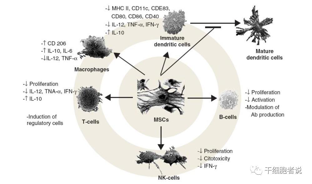 间充质干细胞银屑病复发,间充质干细胞和神经干细胞区别