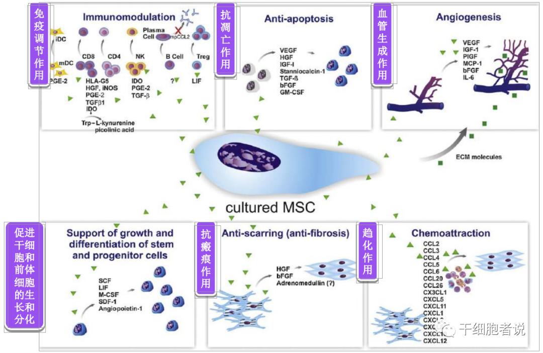 间充质干细胞银屑病复发,间充质干细胞和神经干细胞区别