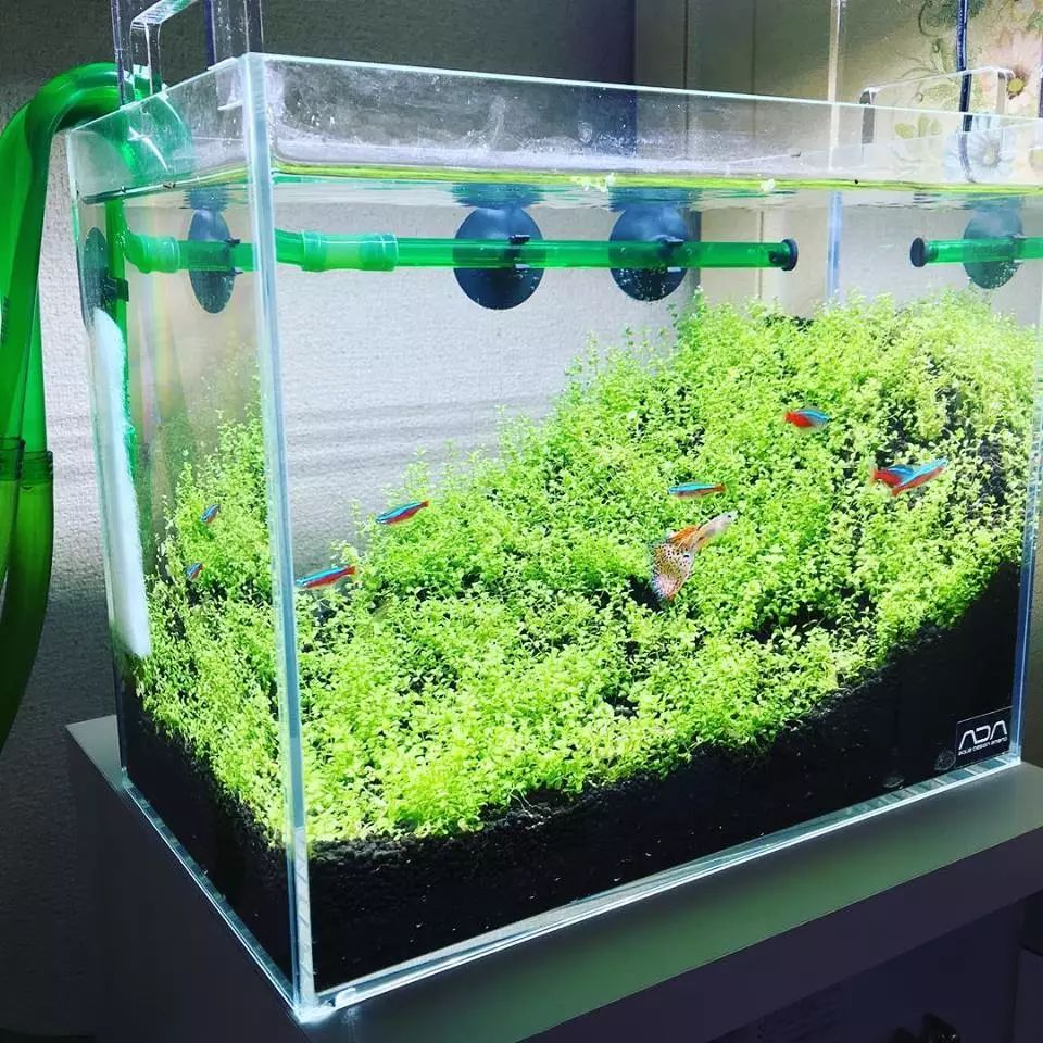 没有过滤的造景缸,没有造景的鱼缸好看吗