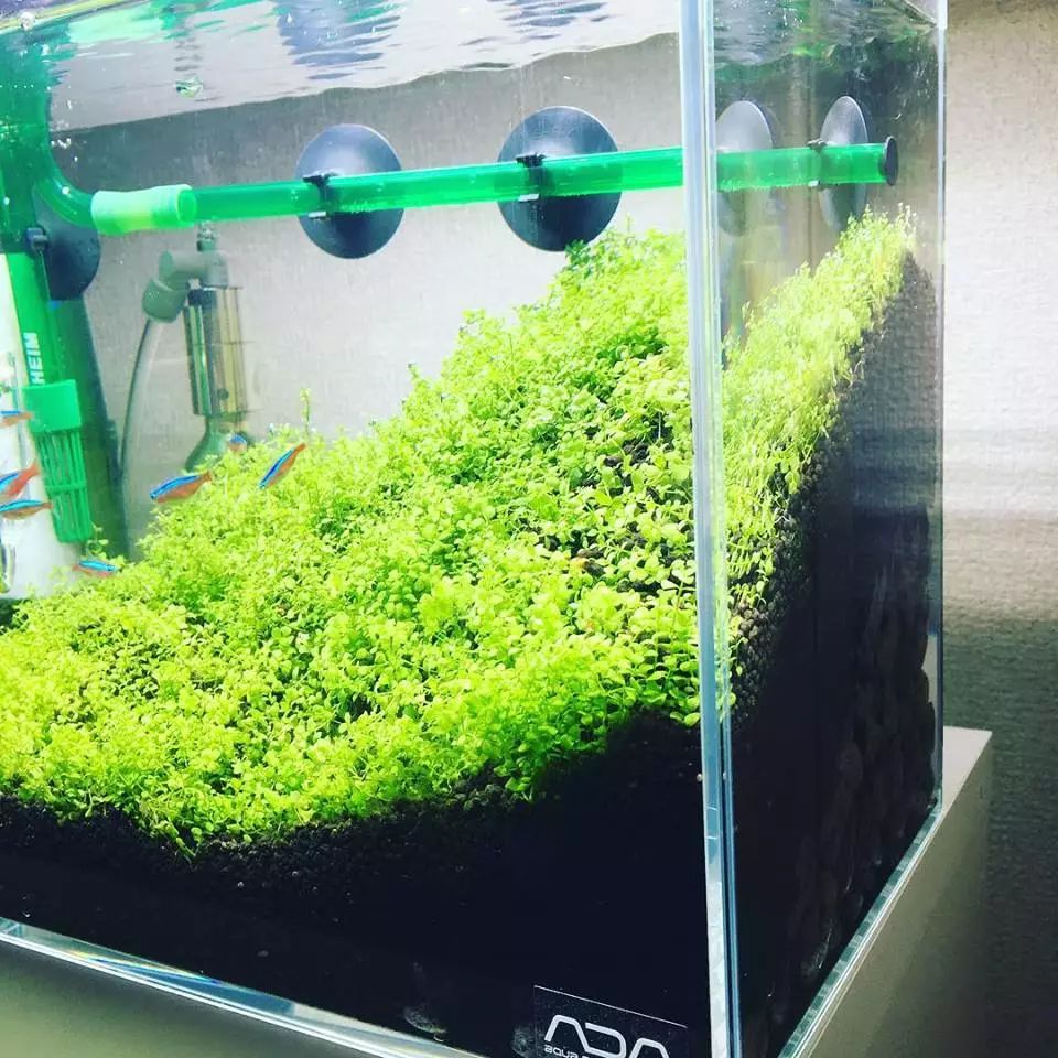 没有过滤的造景缸,没有造景的鱼缸好看吗