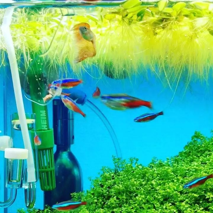 没有过滤的造景缸,没有造景的鱼缸好看吗