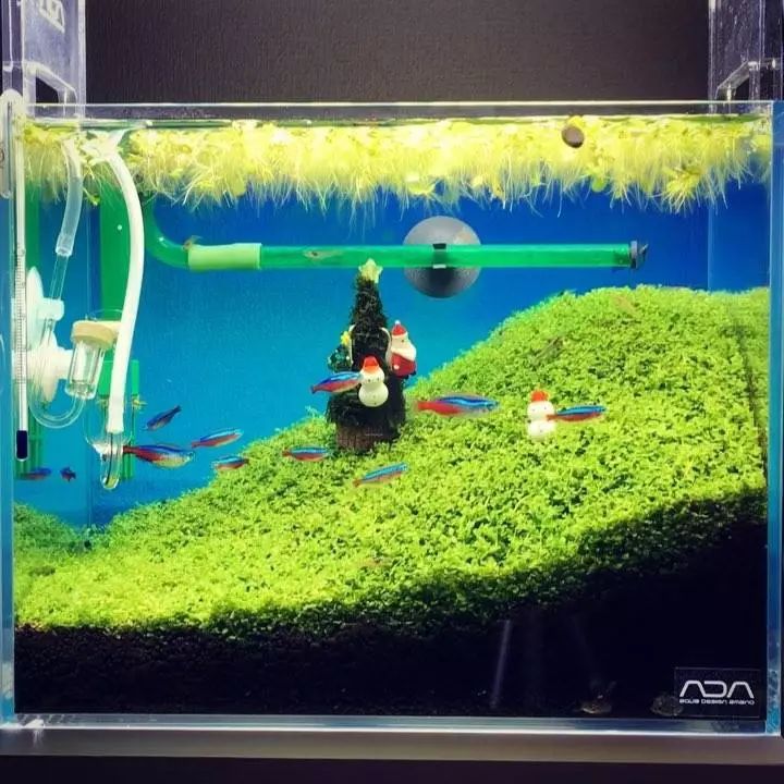 没有过滤的造景缸,没有造景的鱼缸好看吗