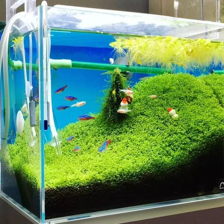 没有过滤的造景缸,没有造景的鱼缸好看吗