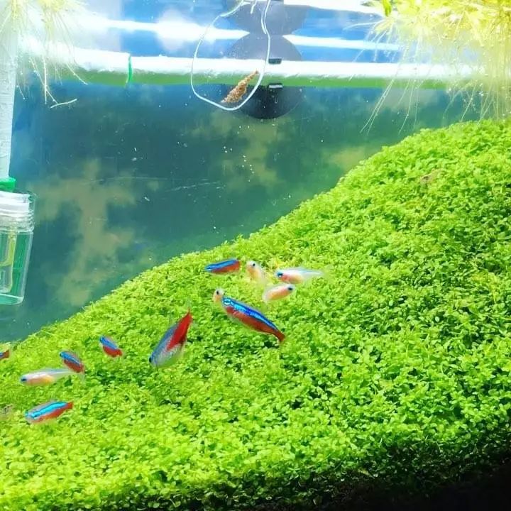 没有过滤的造景缸,没有造景的鱼缸好看吗