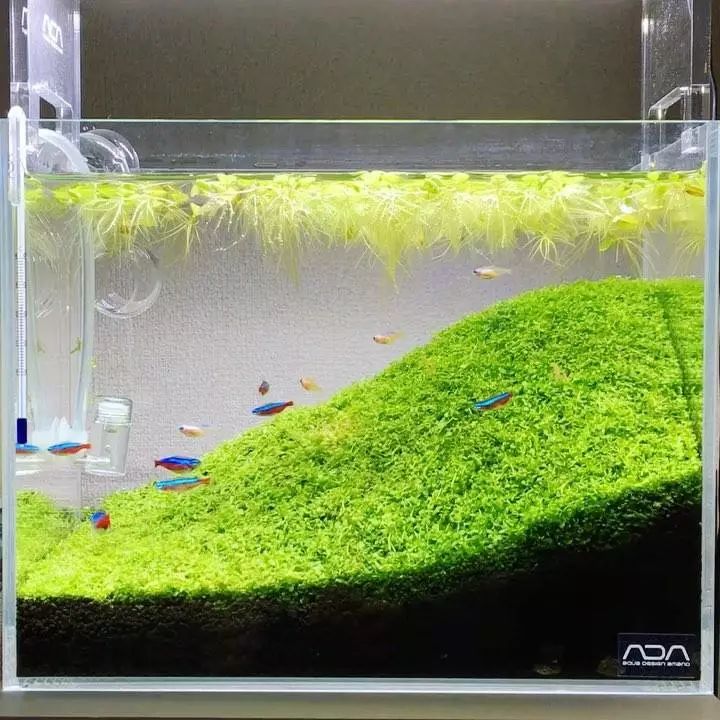 没有过滤的造景缸,没有造景的鱼缸好看吗