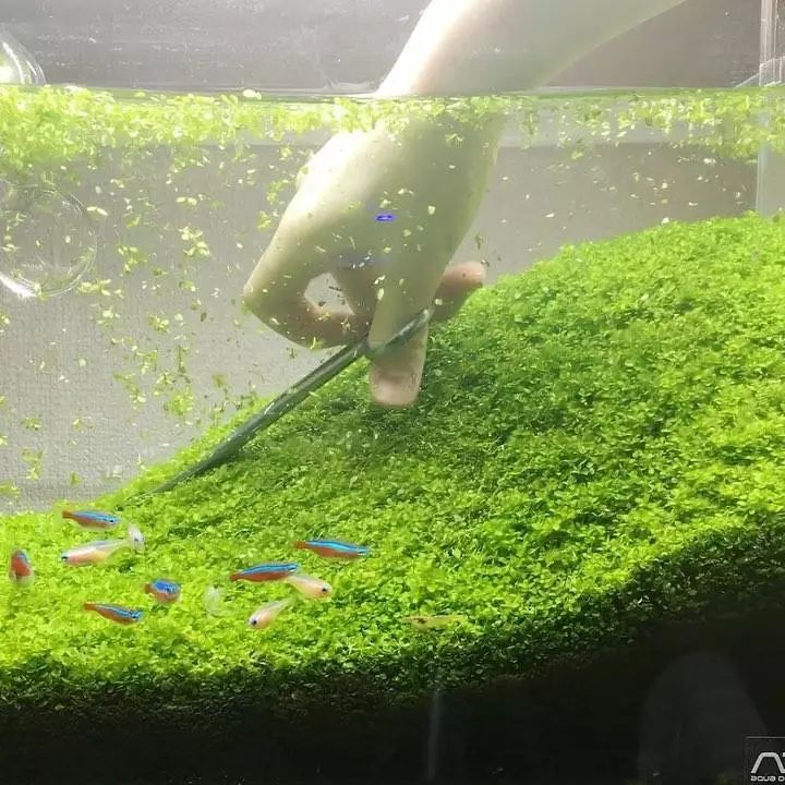 没有过滤的造景缸,没有造景的鱼缸好看吗