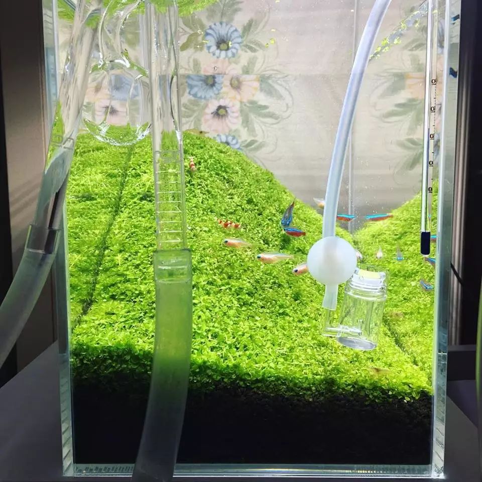 没有过滤的造景缸,没有造景的鱼缸好看吗