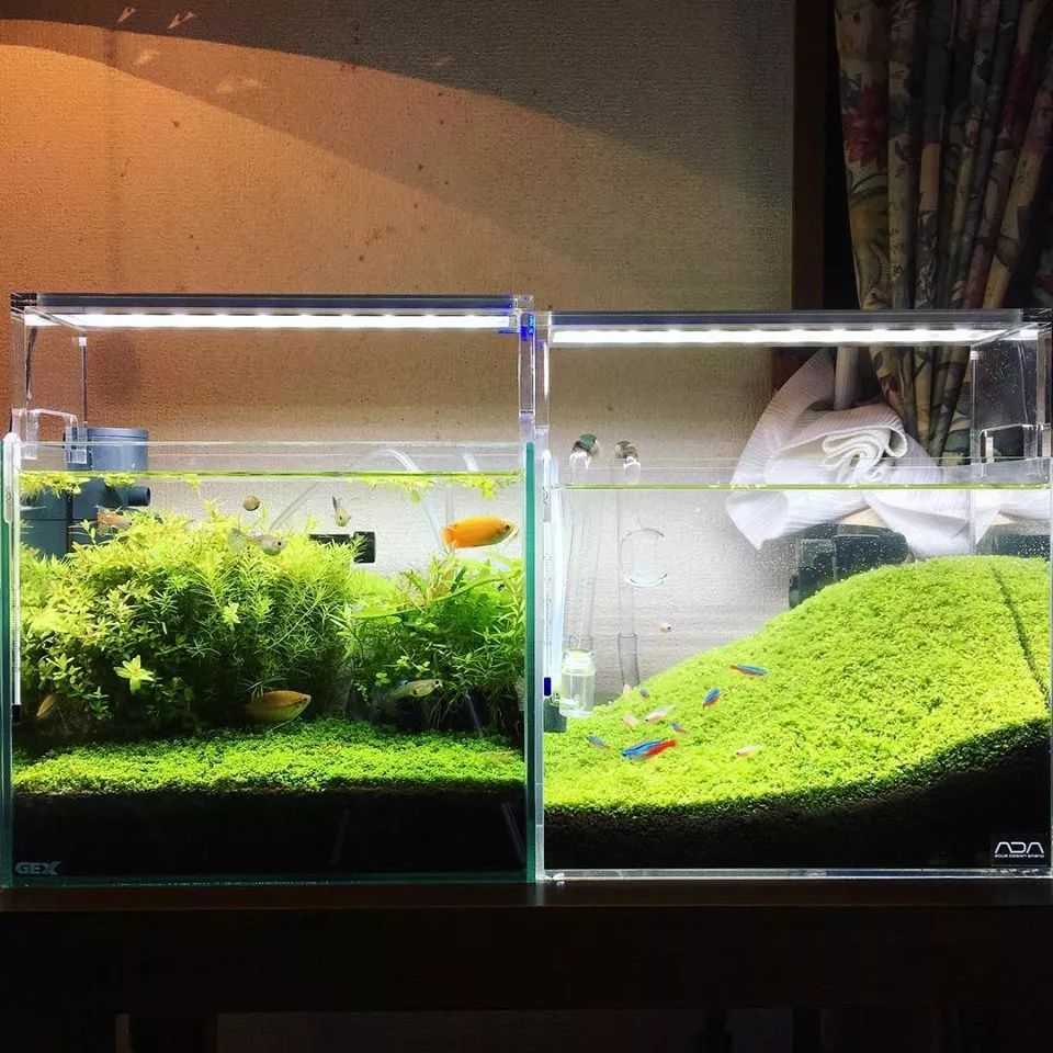 没有过滤的造景缸,没有造景的鱼缸好看吗