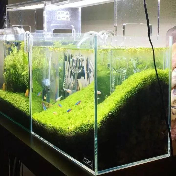 没有过滤的造景缸,没有造景的鱼缸好看吗