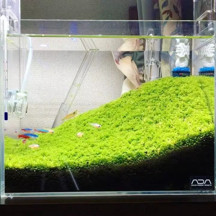 没有过滤的造景缸,没有造景的鱼缸好看吗