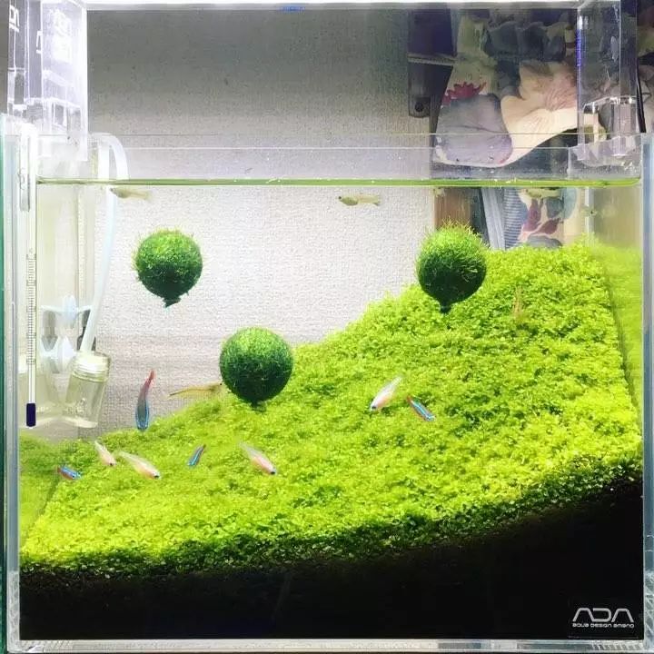 没有过滤的造景缸,没有造景的鱼缸好看吗