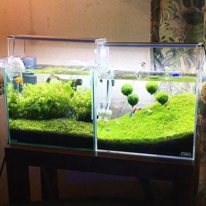 没有过滤的造景缸,没有造景的鱼缸好看吗