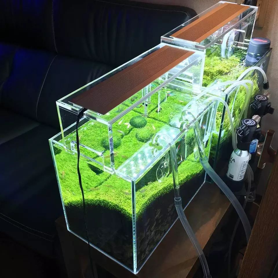 没有过滤的造景缸,没有造景的鱼缸好看吗