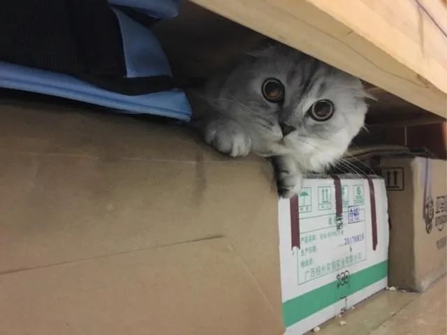 为什么房子里总有小毛毛,为什么房子里面会长蘑菇科学探究