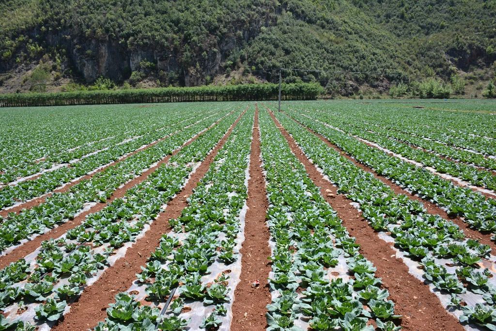 宣威高标准农田示范项目,筑巢引凤项目