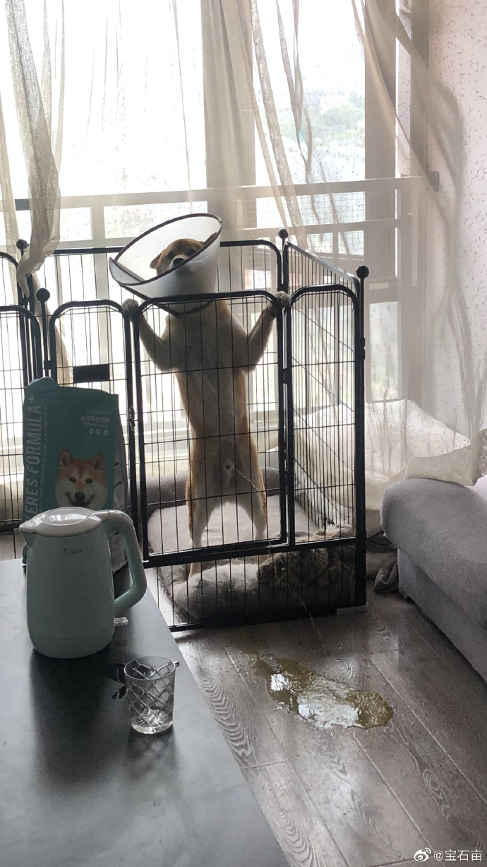 袁咏仪在线辟谣完整视频,袁咏仪辟谣张智霖退圈