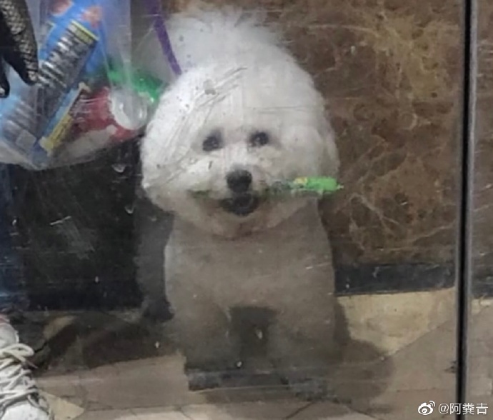 袁咏仪在线辟谣完整视频,袁咏仪辟谣张智霖退圈