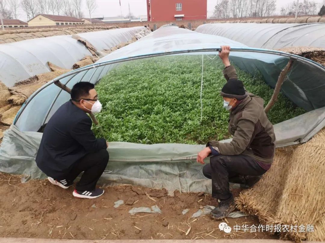 “农”墨绘就“春耕图”！河北农信社一季度累放78.6亿元助春耕