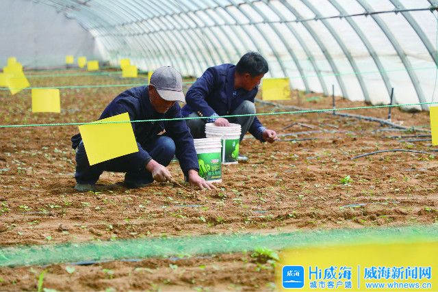 种下无花果拓宽致富路,可以长成大树的无花果品种