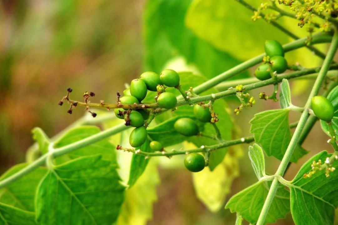 鸦胆子治鸡眼的使用后多久换一次,中药大典鸦胆子