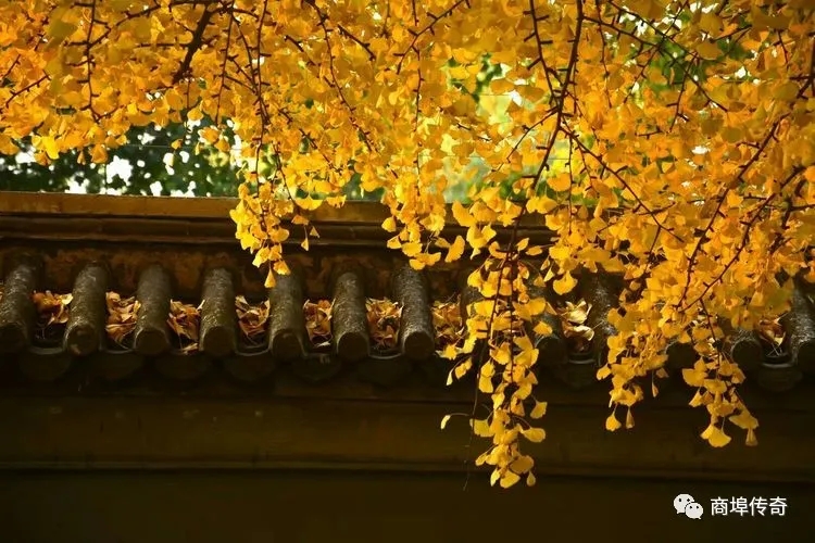 郑长春长篇小说连载：青台镇