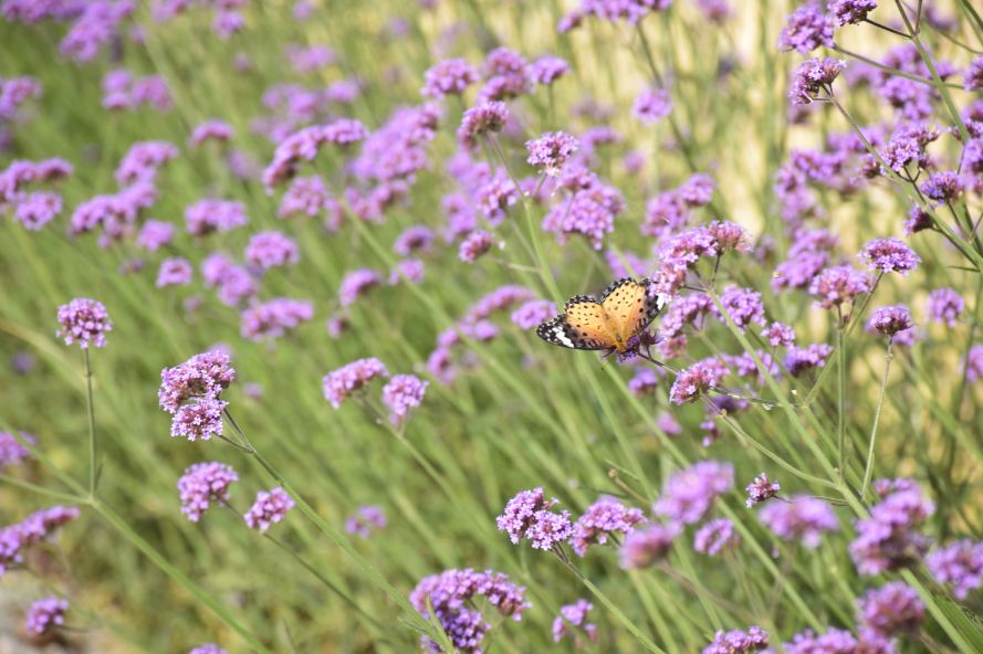 限时抢购||499元抢住浮生御度假村温泉住宿超值套餐
