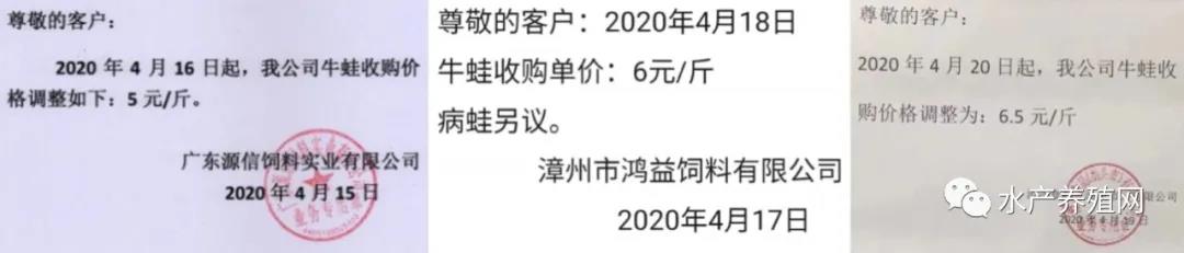 牛蛙养殖前景及价格如何,牛蛙养殖前景及价格行情
