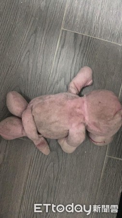 柯基宝宝睡觉打翻白眼,柯基宝宝睡觉视频原声