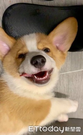 柯基宝宝睡觉打翻白眼,柯基宝宝睡觉视频原声